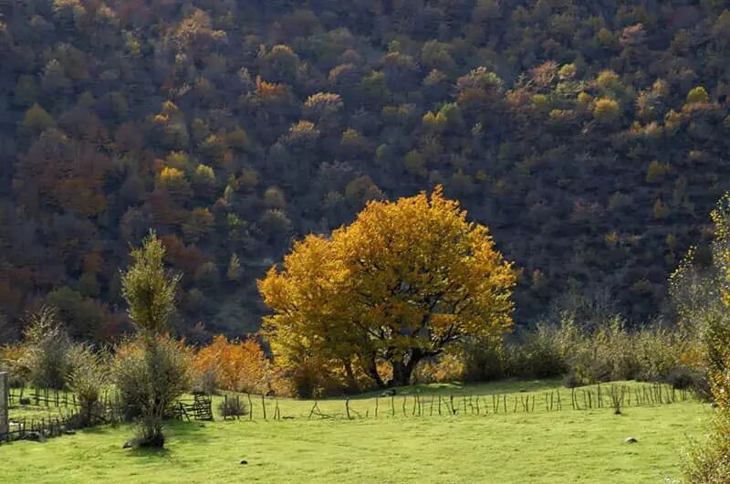 ییلاقات تالش؛‌ بهشت بکر و دست‌نخورده ایران |  بهترین گزینه برای آخرین سفر تابستانی