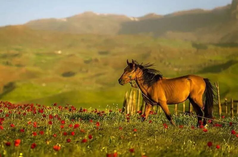 ییلاقات تالش؛ بهشت بکر و دستنخورده ایران |  بهترین گزینه برای آخرین سفر تابستانی