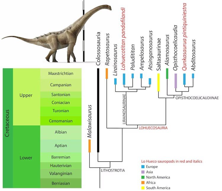 شناسایی گونه جدیدی از تیتانوسورها از اسکلتهای باستانی در اسپانیا