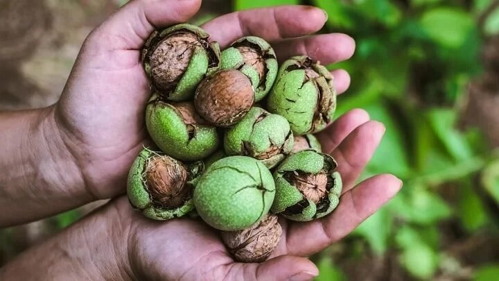 ۱۱ خوراکی ضد التهاب برای کنترل آلرژی در بهار