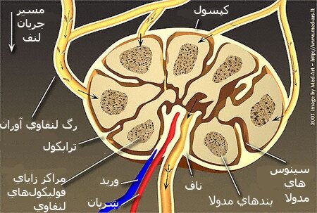 ۳ لیتر پلاسمای اضافه در بدن چه می شود؟