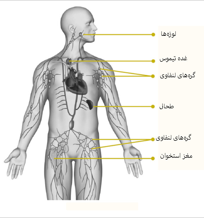 ۳ لیتر پلاسمای اضافه در بدن چه می شود؟