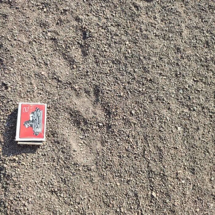 مشاهده ردپای یوزپلنگ ایرانی در منطقه متروکه بعد از ۴۰ سال + عکس | تصویر زندهگیری ۲ توله یوز در سال ۵۷