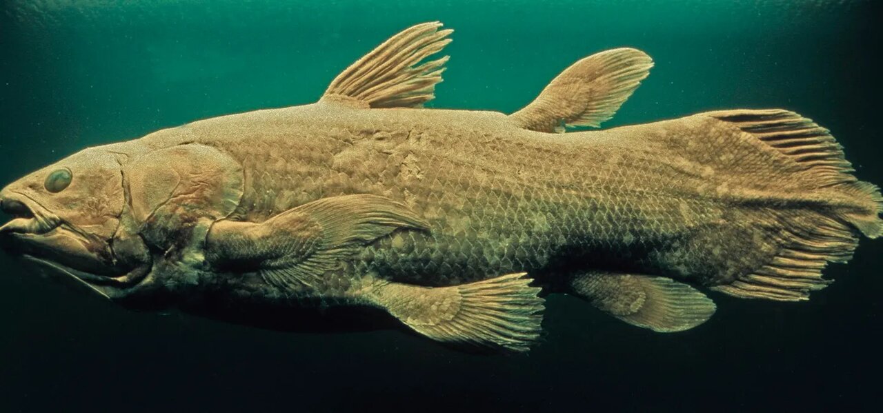 قدیمیترین ماهی جهان هنوز منقرض نشده است