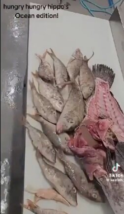 چرا ماهی هامور وسط زندگی جنسیت خود را تغییر میدهد؟