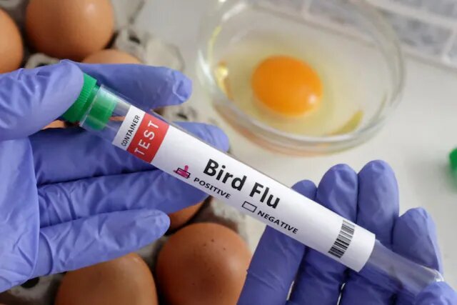 bird flu