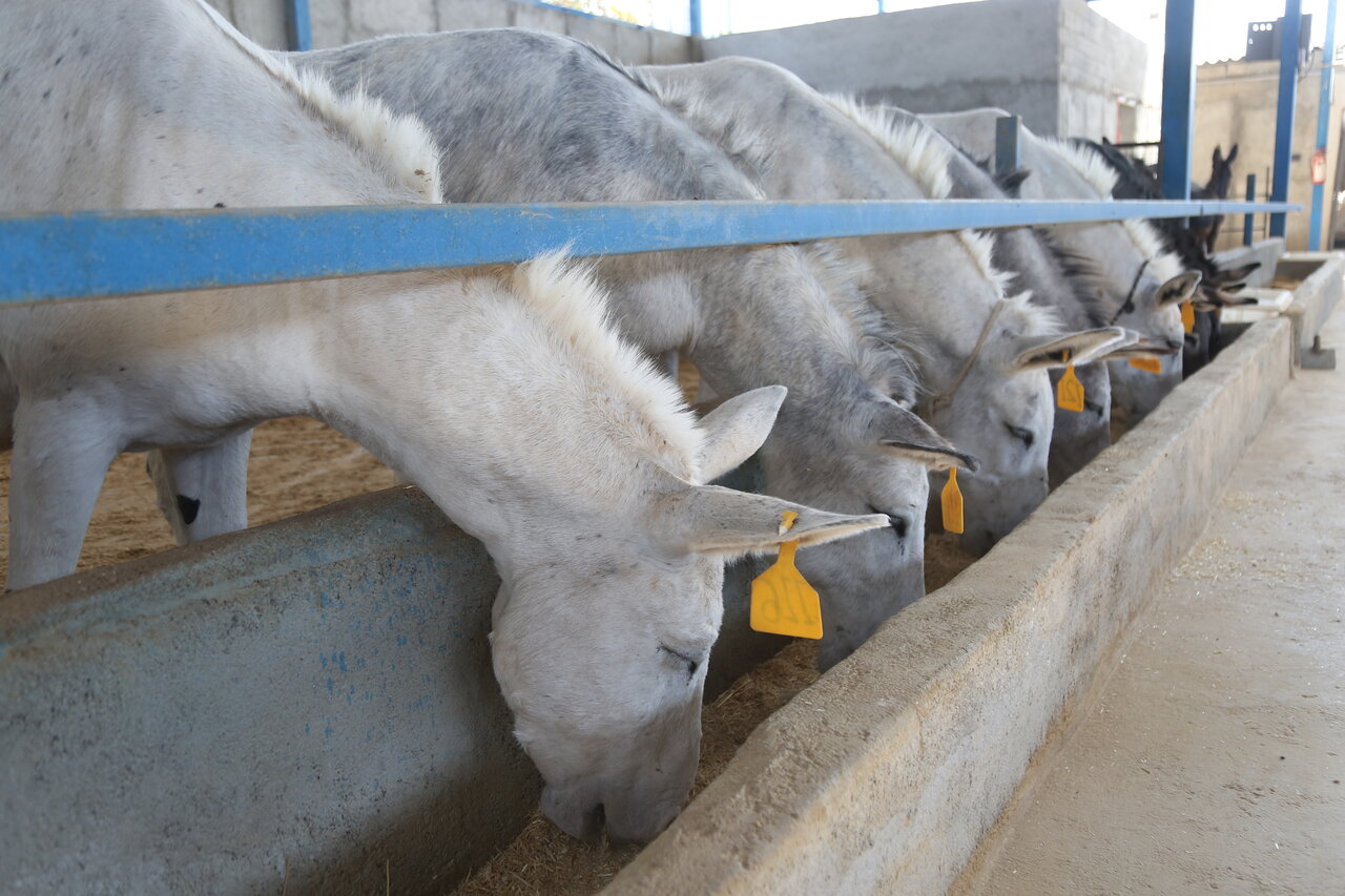 سلطان خر ایران را بشناسید ! 1 این جوان «سلطان خر» ایران است | یک خر و ١۵٠ خاطرخواه !