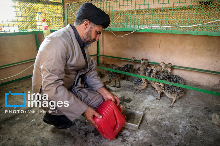 سید قاسم عربشاهی