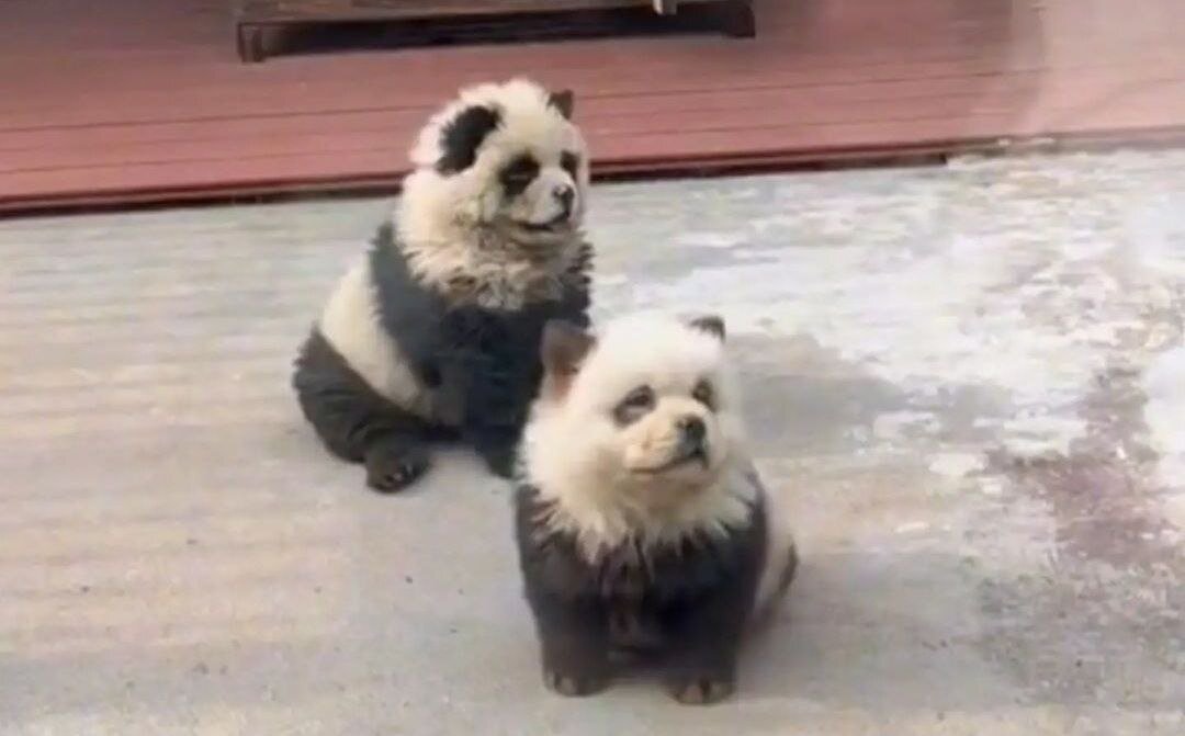 سگهای رنگ شده جای پاندا قالب شدند!