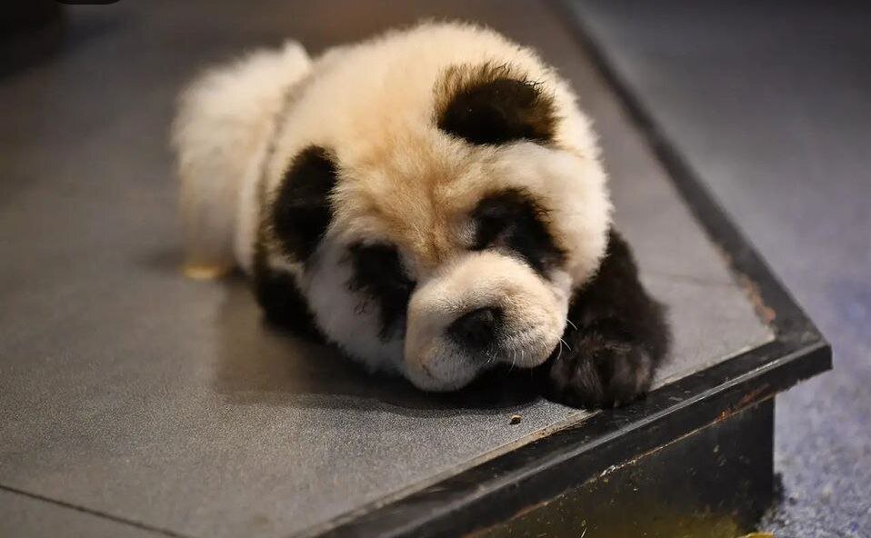 سگهای رنگ شده جای پاندا قالب شدند!