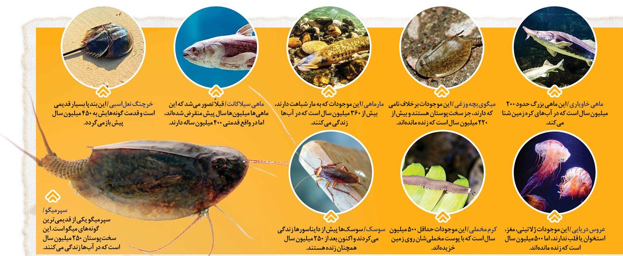 موجودات عجیبی که چند صد میلیون سال زنده اند!