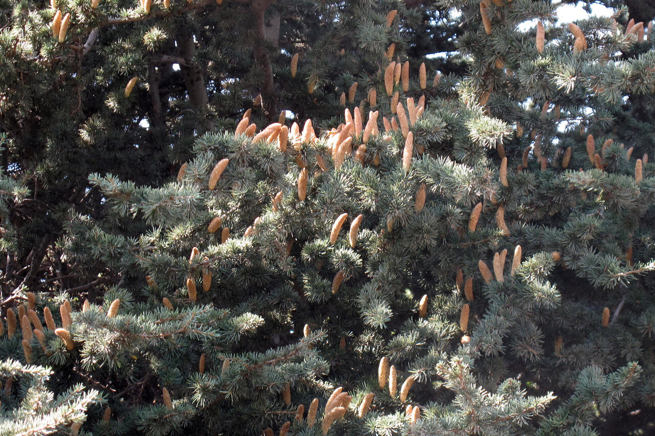 گردش در بزرگترین باغ گیاهشناسی پایتخت