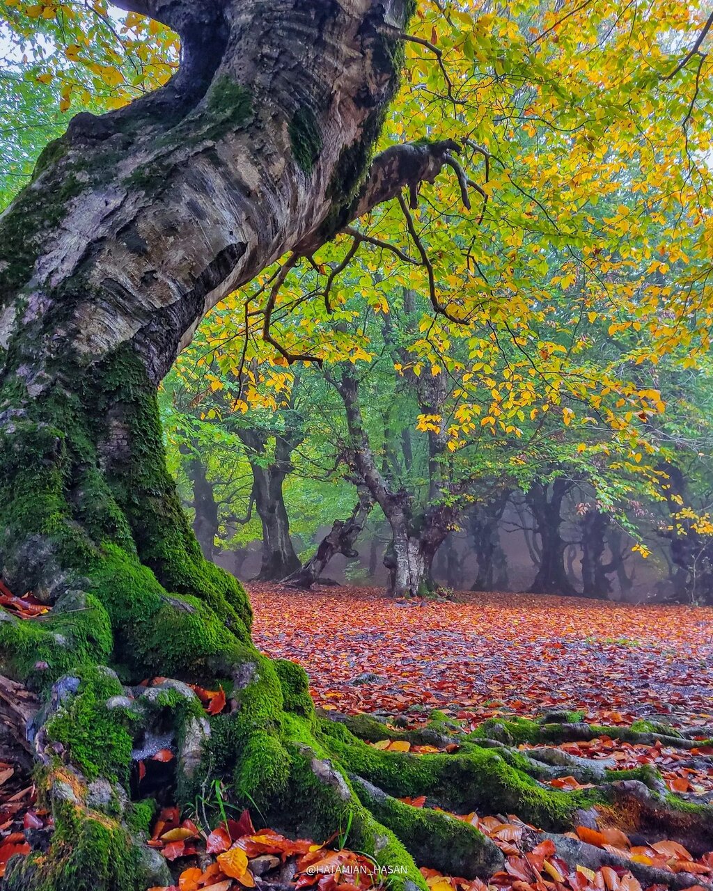 پادشاه فصلها پاییز | عکس های دیدنی از قاب های زرد و نارنجی