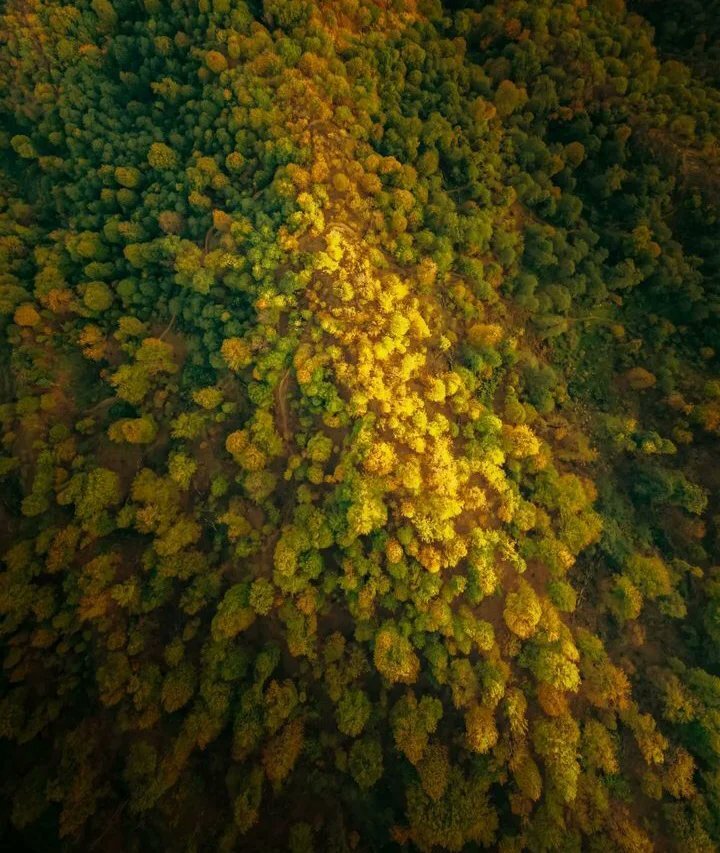 پادشاه فصلها پاییز | عکس های دیدنی از قاب های زرد و نارنجی