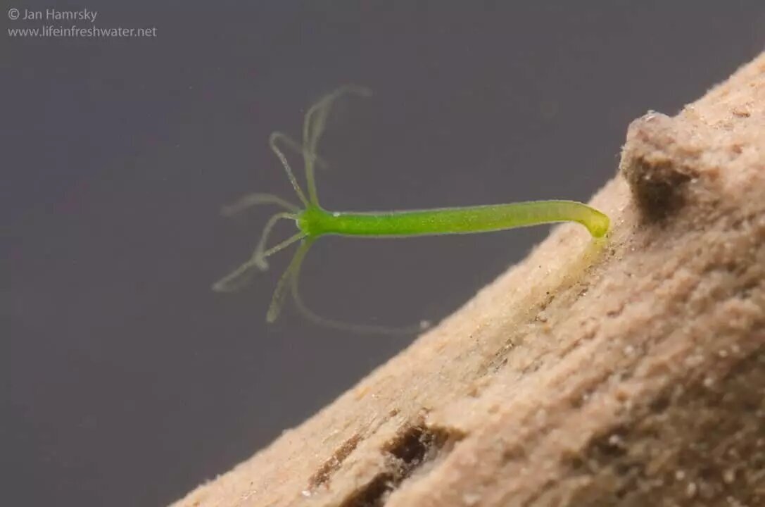 این نوع سرطان به دیگران هم سرایت میکند!