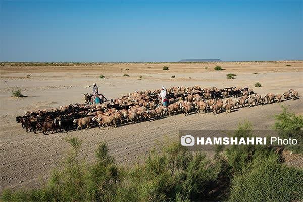 کوچ عجیب عشایر در اطراف دریاچه هامون | این کوچ به ییلاق و قشلاق ختم نمی شود