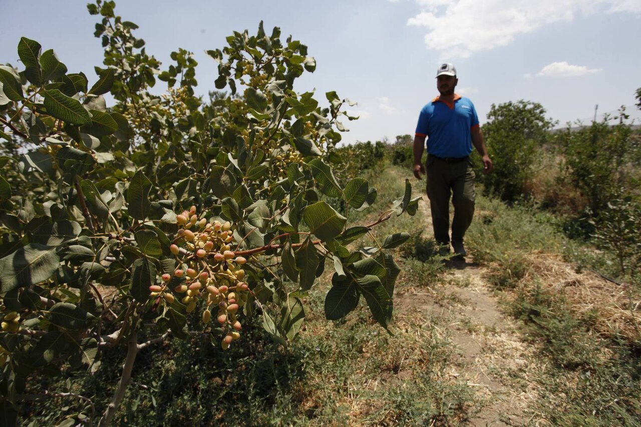 قلعه محمدعلی خان، روستای قالیبافان تحصیل کرده