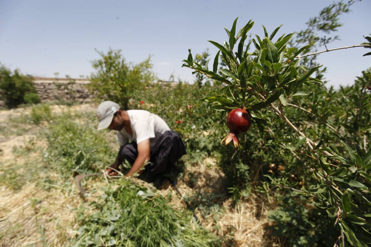 قلعه محمدعلی خان، روستای قالیبافان تحصیل کرده