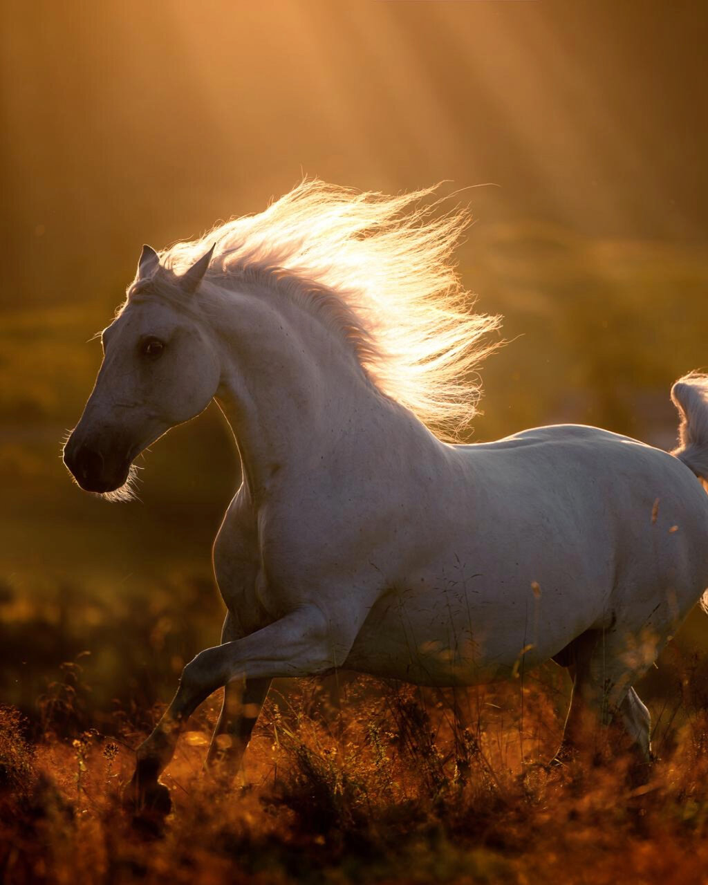 بهترین عکسهای اروپا در سال ۲۰۲۴ | جهان زیبا در قاب عکاسان