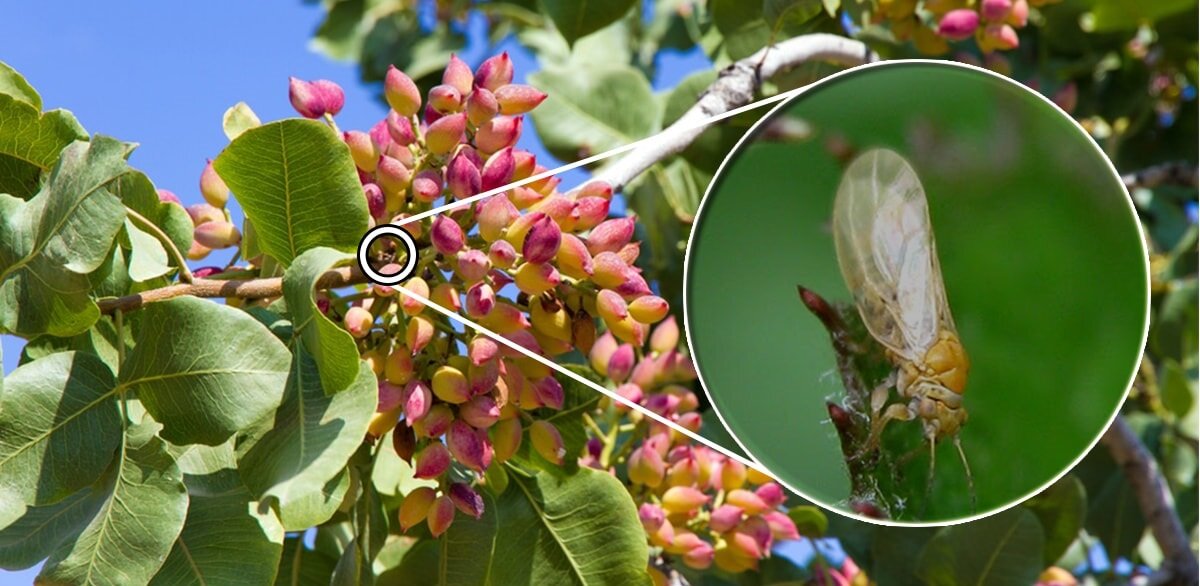 دستاورد محققان ایرانی | هوش مصنوعی به کمک دفع آفات سرسخت آمد دفع آفات