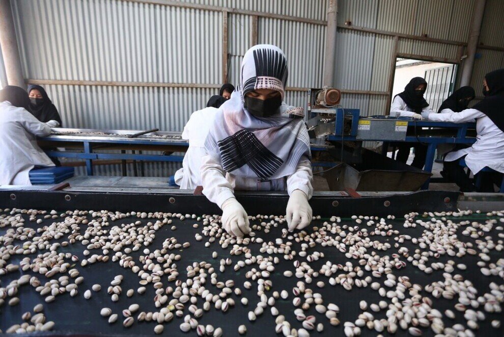 برداشت پسته از باغهای آستان حضرت معصومه(س)