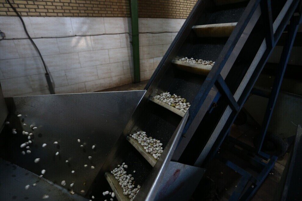 برداشت پسته از باغهای آستان حضرت معصومه(س)