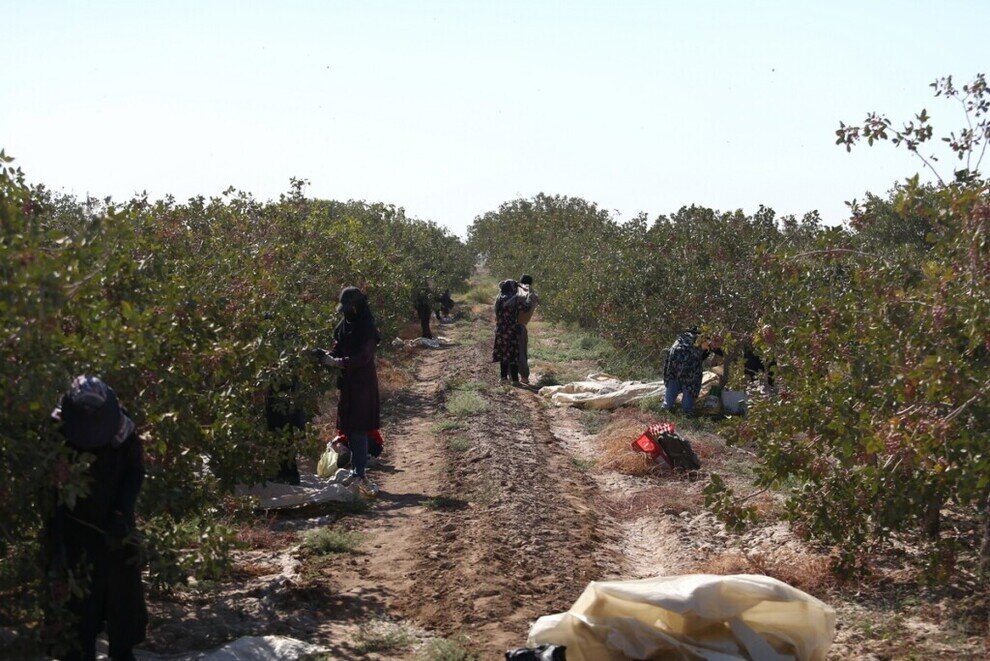 برداشت پسته از باغهای آستان حضرت معصومه(س)