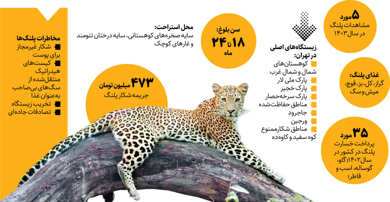 پلنگها در زیستگاه امن تهران