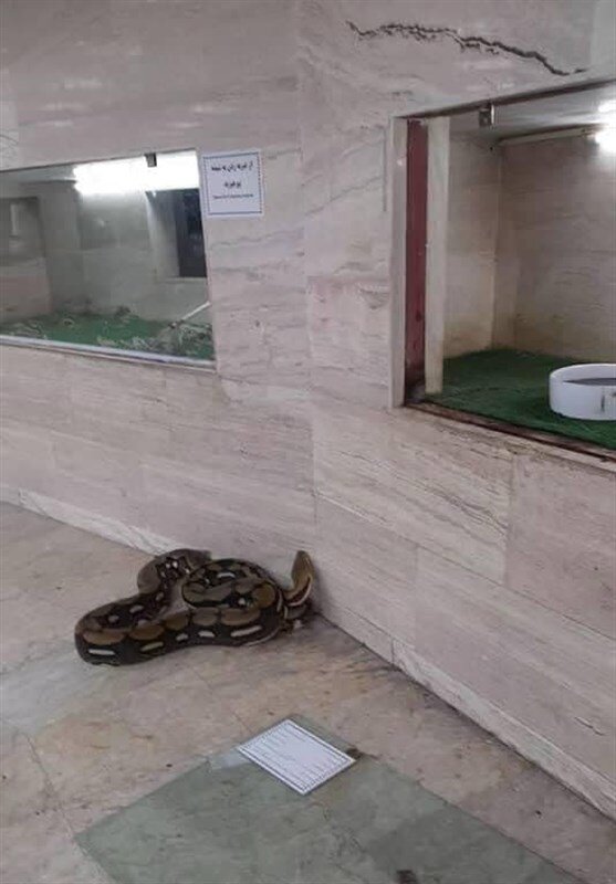 باغوحش صفادشت تعطیل شد | تصاویری از شرایط دردناک حیوانات ؛ فرار مار، مرگ مارال و آسیب دیدگی توله شیر از شدت گرسنگی