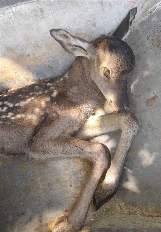 باغوحش صفادشت تعطیل شد | تصاویری از شرایط دردناک حیوانات ؛ فرار مار، مرگ مارال و آسیب دیدگی توله شیر از شدت گرسنگی