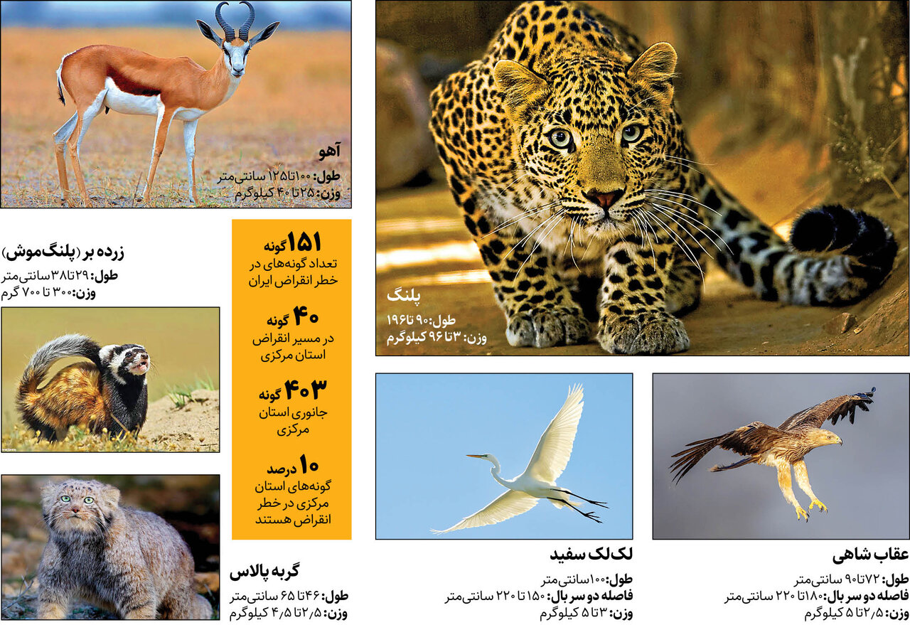 شرایط بحرانی حیات وحش | ۱۰درصد گونه جانوری استان مرکزی در معرض انقراض قرار دارند