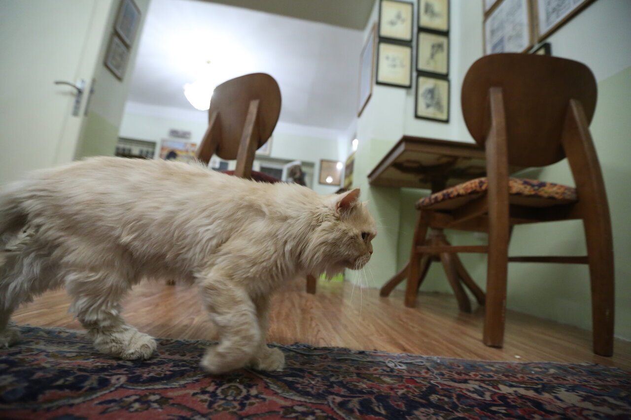 واقعیتهای کمتر گفته شده از حیوانات خانگی | هزینه نگهداری سگهای خانگی چقدر است؟