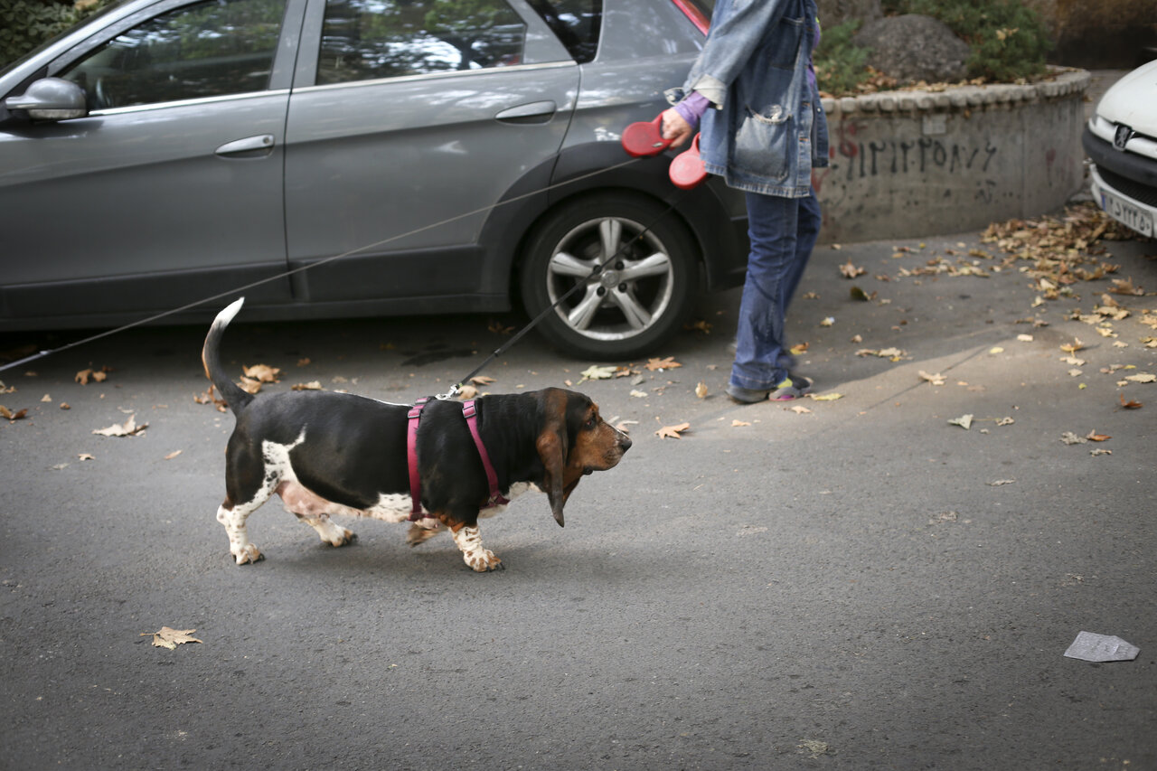 یک خبر بد و فوری برای آنهایی که حیوان خانگی دارند