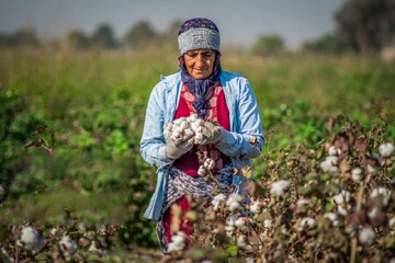 پنبه در این استان ها رو سفید شد + جزئیات تولید طلای سفید