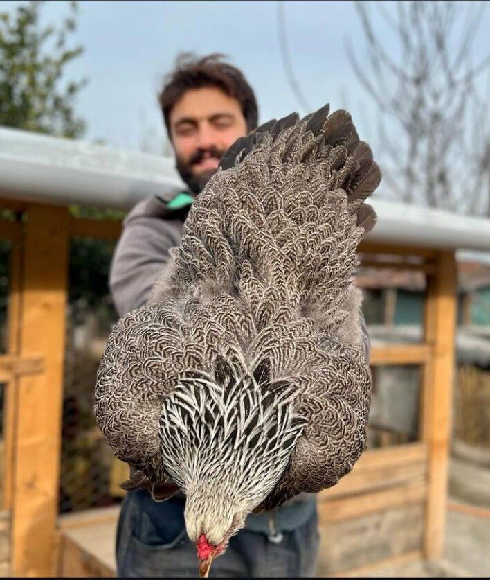 خرید و فروش خروسهای میلیونی لاری درفضای مجازی | در مزارع پرورش خروس چه می گذرد؟