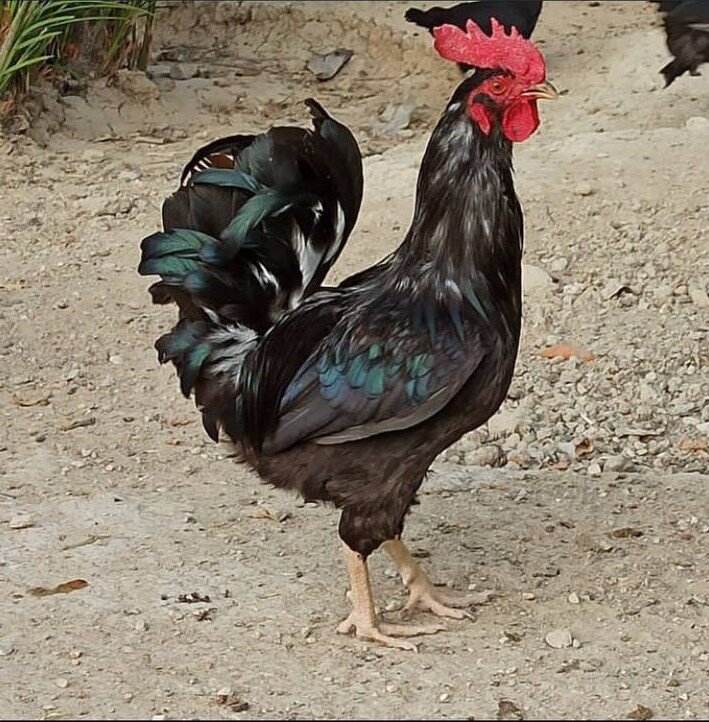 خرید و فروش خروسهای میلیونی لاری درفضای مجازی | در مزارع پرورش خروس چه می گذرد؟