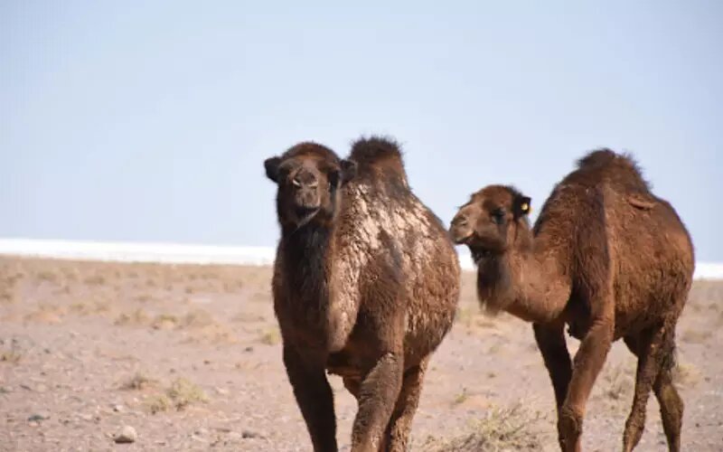 اینجا کویر مصر در ایران است | جاذبه ای بکر در دل اصفهان