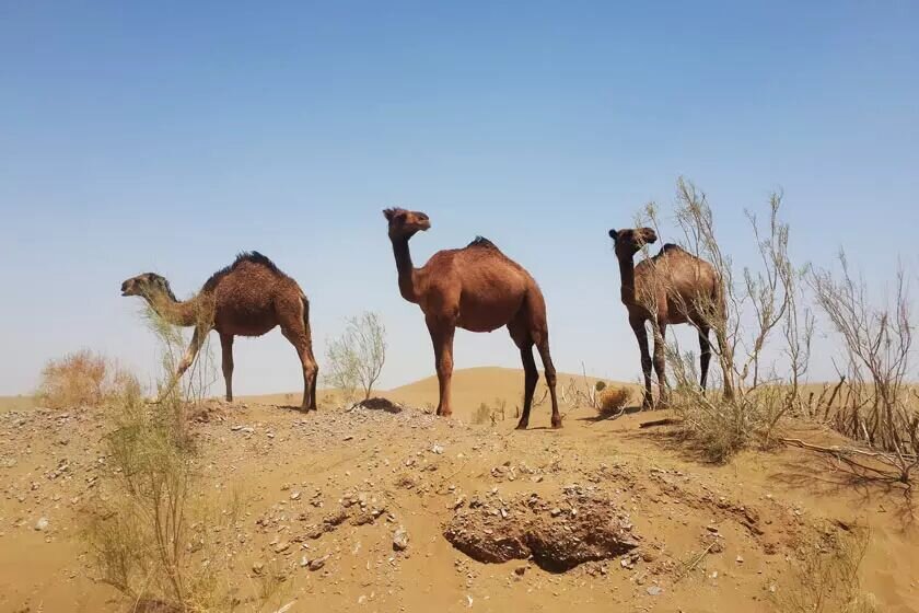 کویر مصر