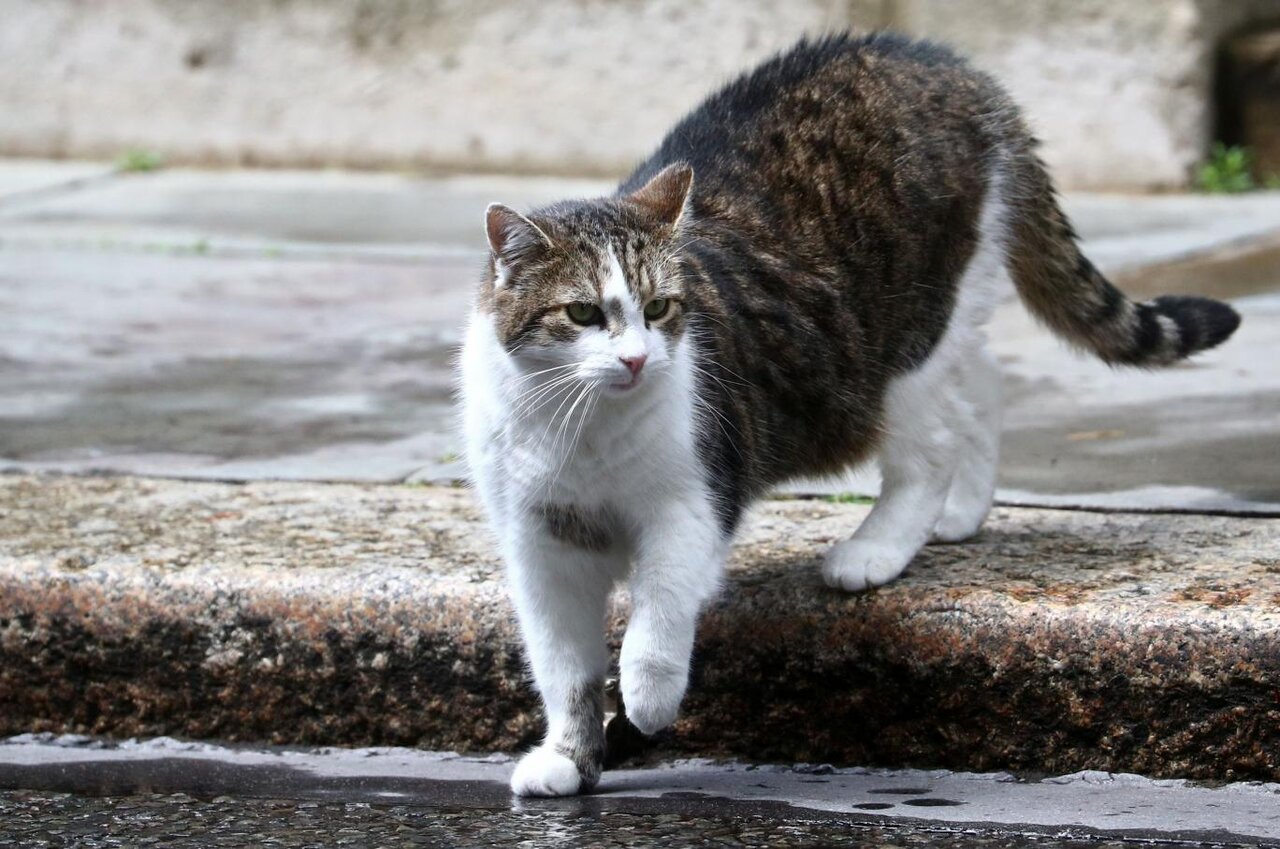 حافظه گربه چقدر است ؟ | آیا گربه پس از سالها خانه یا صاحب خود را به یاد میآورد ؟