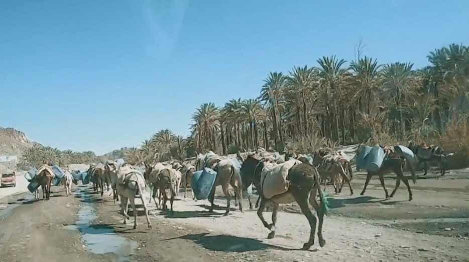 عجیبترین شیوههای قاچاق سوخت؛ از حفر تونل تا استفاده از الاغ