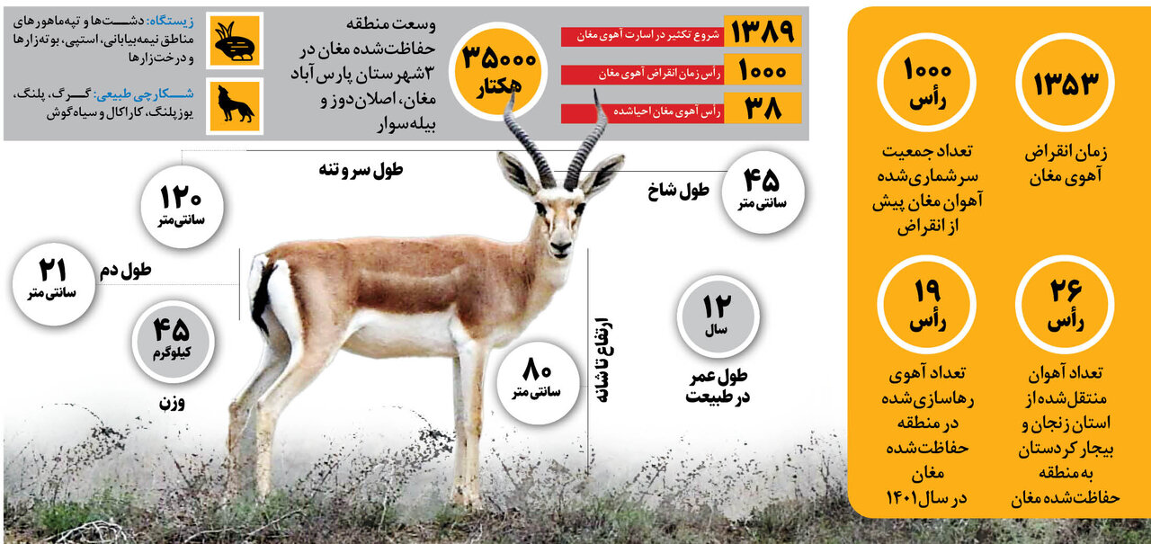 احیای جیران های مغان بعد از نیم قرن + ویدیو