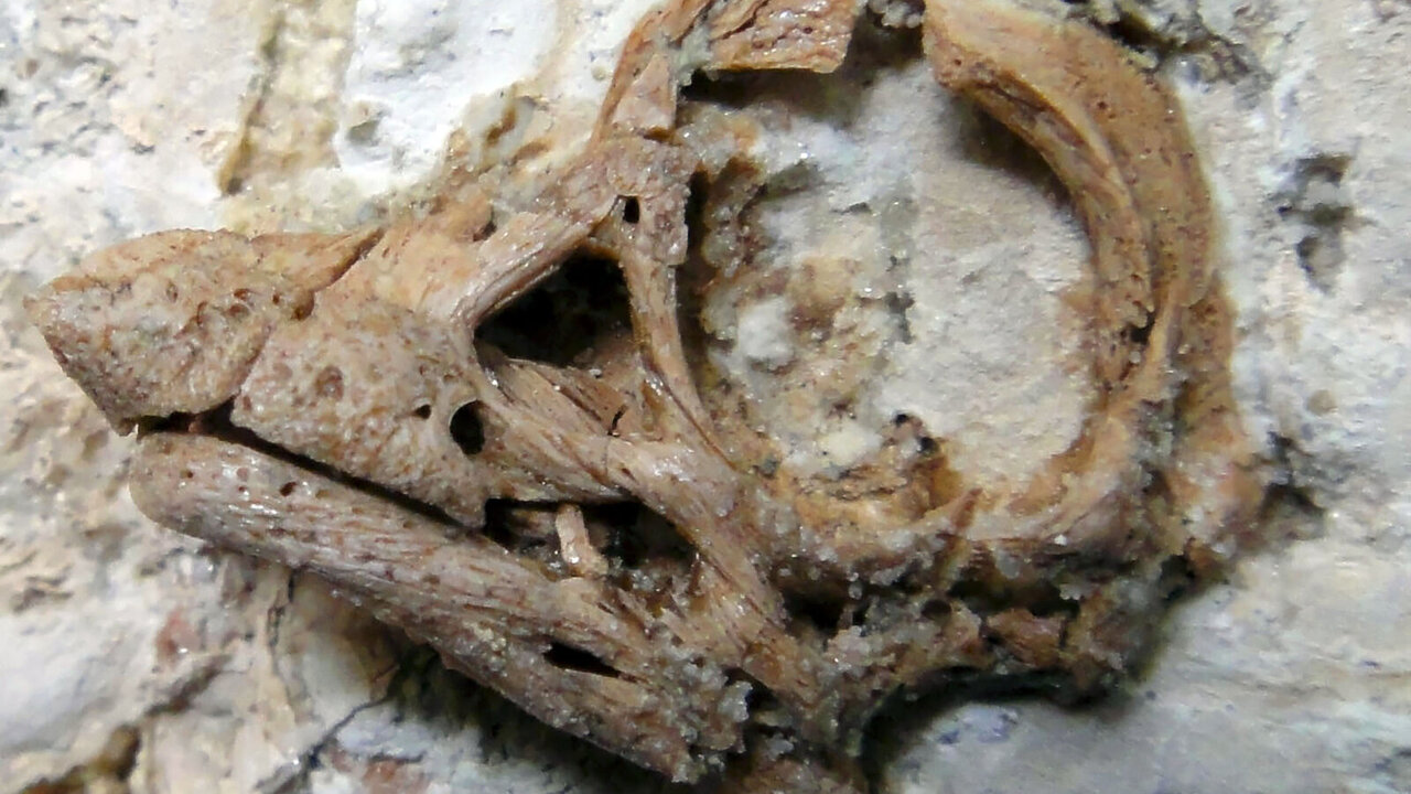 کشف فسیل تخممرغ دایناسور با قدمت ۸۰ میلیون سال