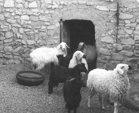 این کدخدا همیشه تفنگ به دست بود | دستگیری «علی گوشبریده» با شلیک سه تیر هوایی