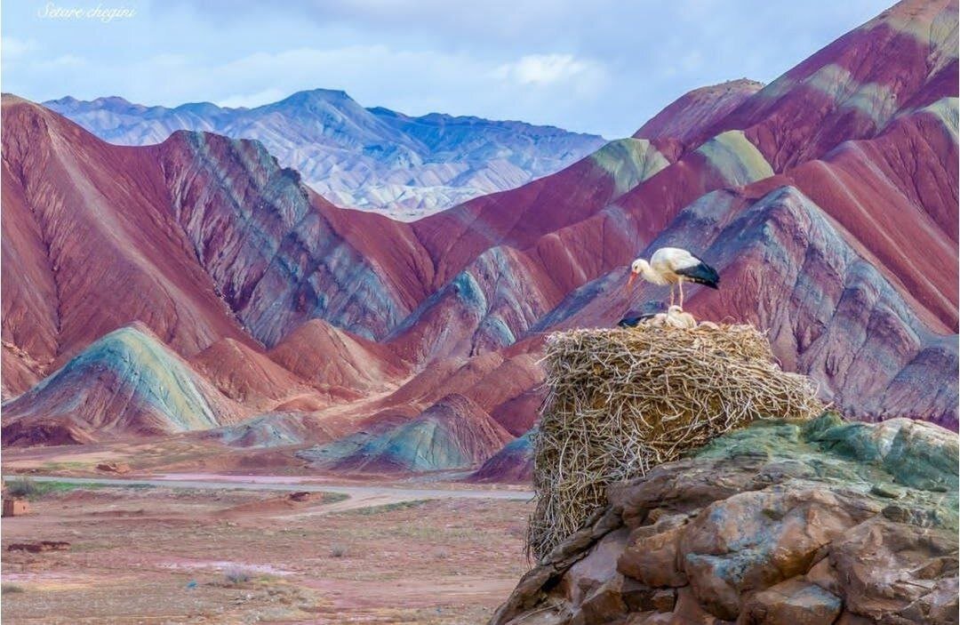 لکلکها بر فراز آلاداغلار؛ زنجان + عکس