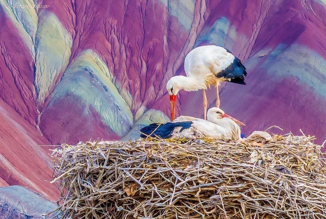 لکلکها بر فراز آلاداغلار؛ زنجان + عکس