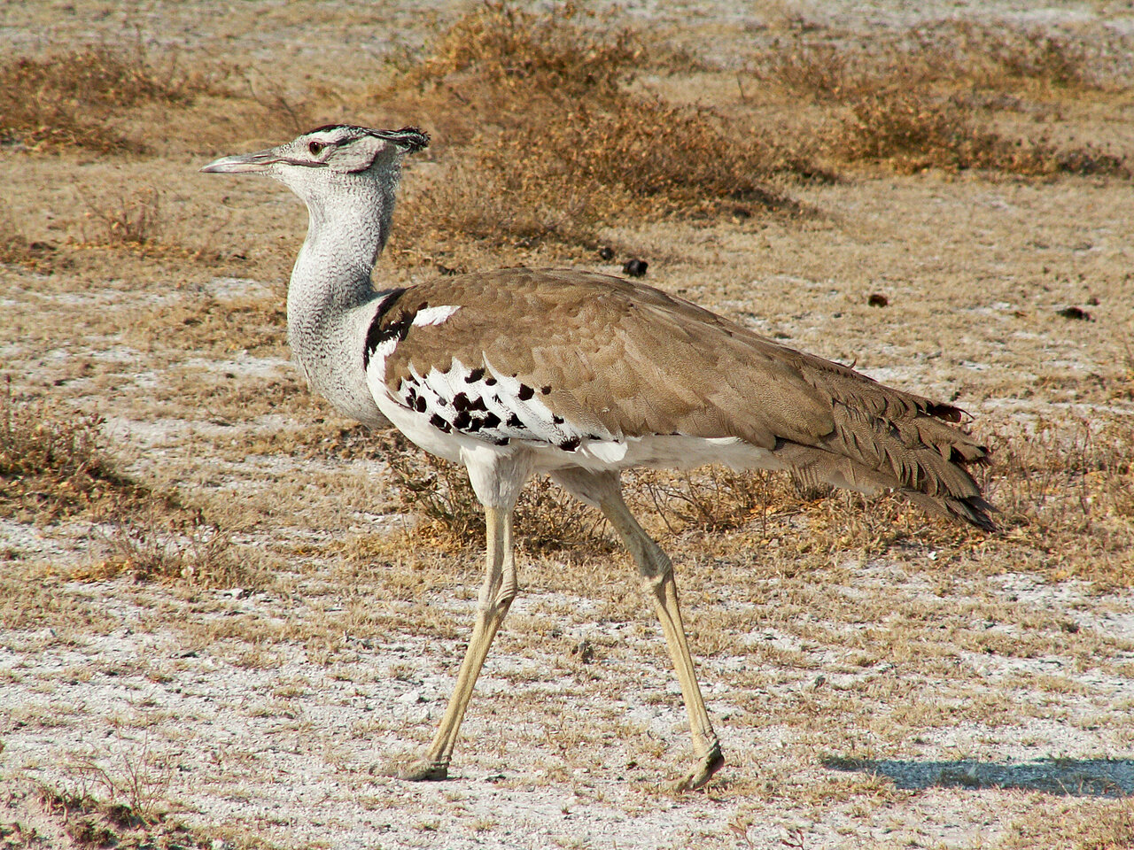 هوبره