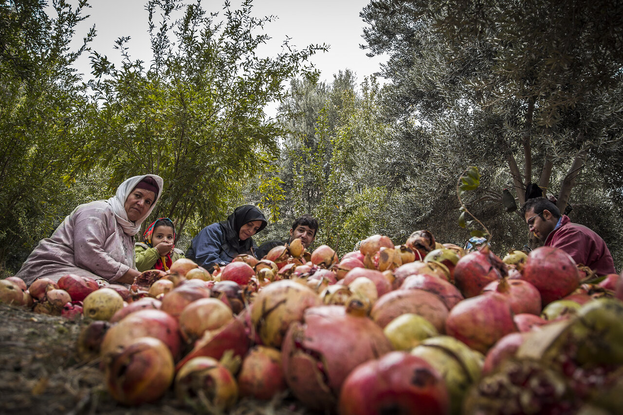 این شهرهای ایران به انار خوشمزهشان معروف هستند جشنواره انار