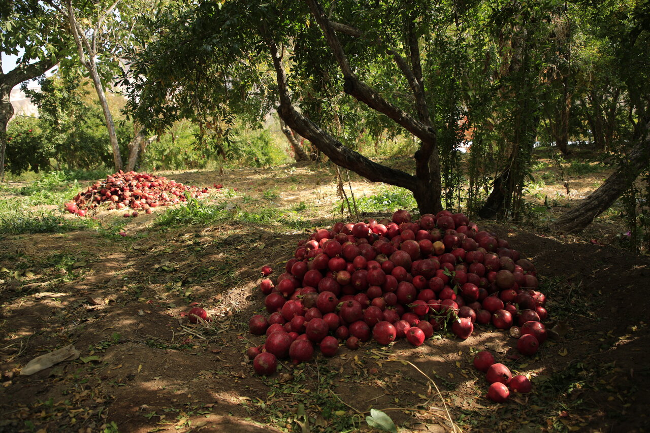 این شهرهای ایران به انار خوشمزهشان معروف هستند