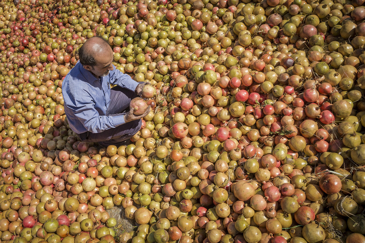 این شهرهای ایران به انار خوشمزهشان معروف هستند