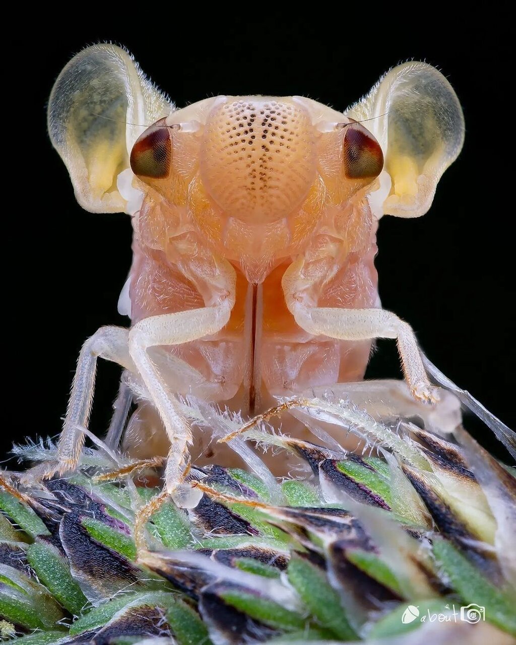 حشرهای که گوش هایی شبیه به انسان دارد